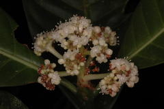 Psychotria nigra